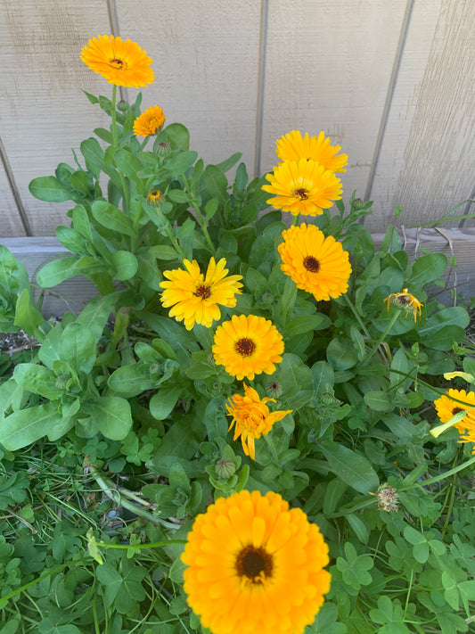 Calendula Officinalis - Common Marigold