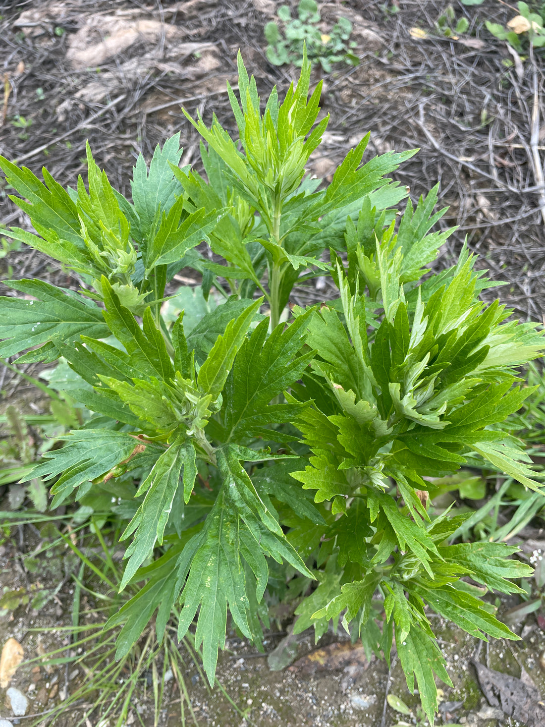 Mugwort- Artemisia Vulgaris