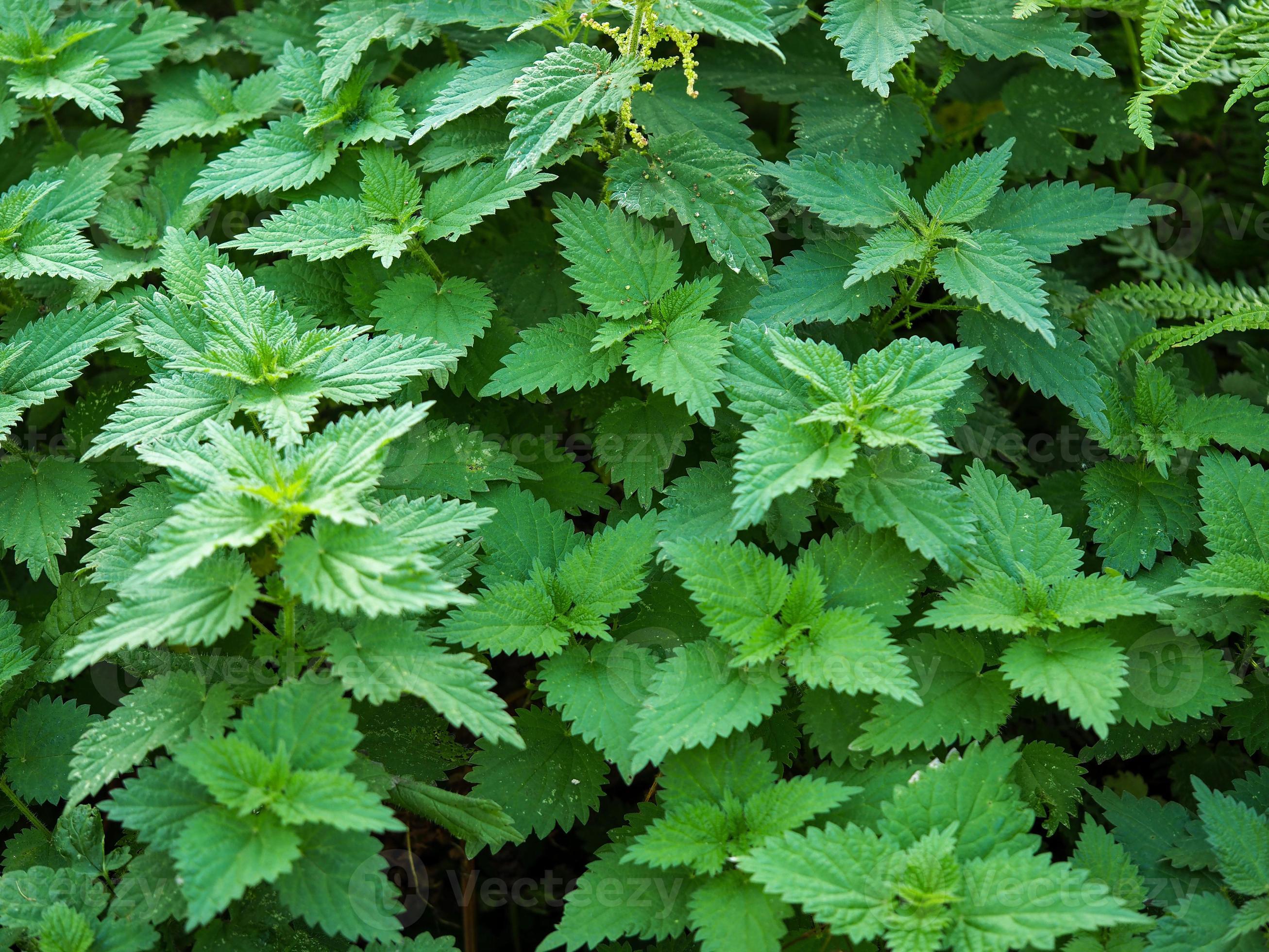Urtica Dioica Stinging Nettle High Witchery Urtica Dioica Stinging Nettle High Witchery