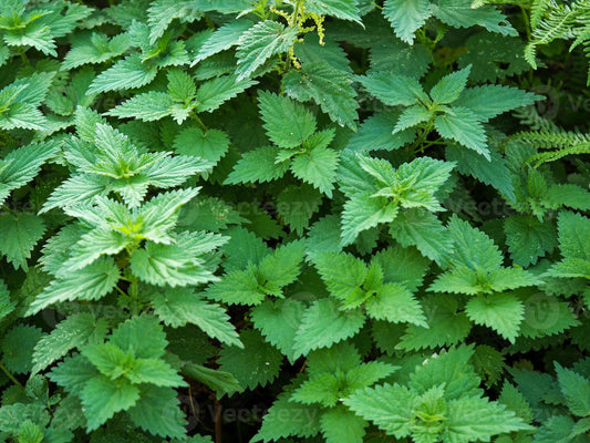 Urtica Dioica - Stinging Nettle